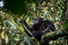 First-Ever Africa-Wide Great Ape Assessment Reveals Human Activity, not Habitat Availability, is Greatest Driver of Ape Abundance
